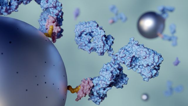 3D illustration of monoclonal antibodies binding to cell surface receptors, depicting targeted therapeutic action