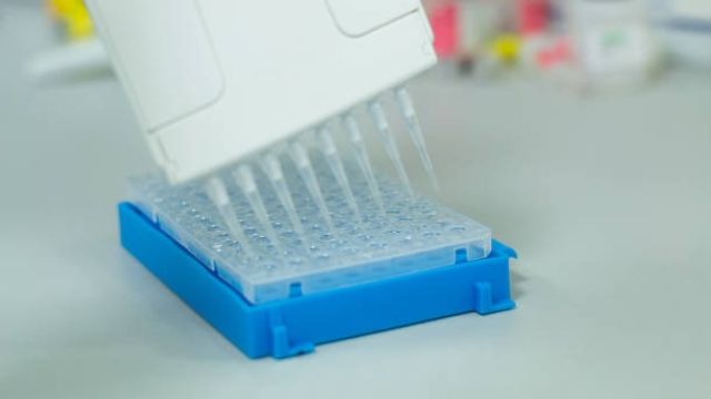 Researcher or scientific using a multichannel micropipette 