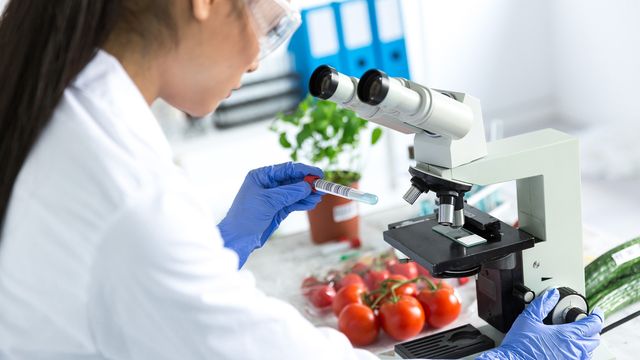 A lab technician in gloves examines a test tube near a microscope, with tomatoes and cucumbers on the table for food safety testing.