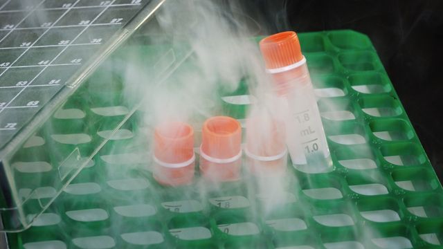 Four cryovials in a green rack, recently removed from ultra-low temperature storage. 