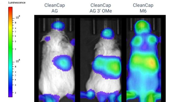 Bioluminescent imaging of mice comparing CleanCap AG, AG 3' OMe, and M6 mRNA expression levels