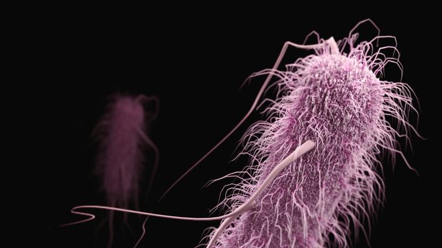 A graphic of a purple E.coli bacterium, with hair-like spindles and a long "body".