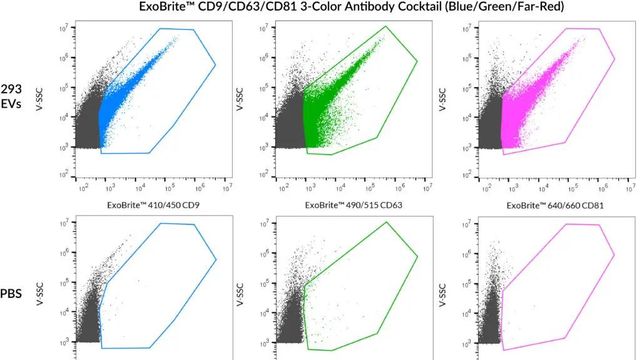 Flow cytometry plots showing SEC-purified HEK 293-derived EVs stained with ExoBrite CD9/CD63/CD81 cocktail.