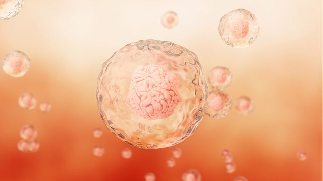 3D rendering of human cells with visible nuclei in a fluid environment.
