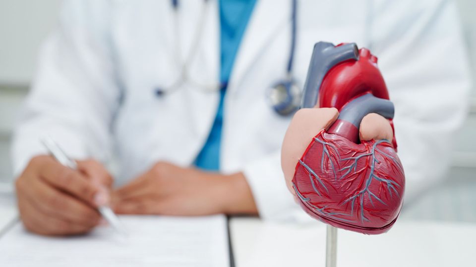 Model of human heart with doctor in the background making diagnostic notes.