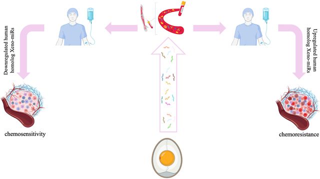 Figure 1: Illustration of the potential link between xeno-miRs from foods such as eggs and chemotherapy. Illustration of the potential link between xeno-miRs from foods such as eggs and chemotherapy. Arrows indicate the possible flow of xeno-miRs from the egg to the patient's blood and then final impact on regulation causing chemoresistance and sensitivity.
