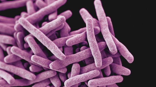 Rod-shaped drug resistant tuberculosis bacteria.