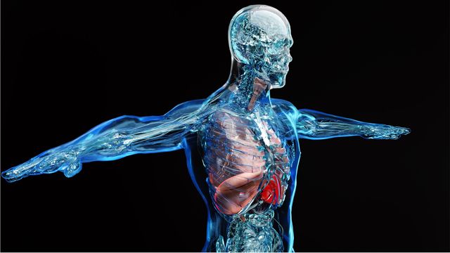 Transparent anatomical view of a human body highlighting internal organs, illustrating exposomics research.