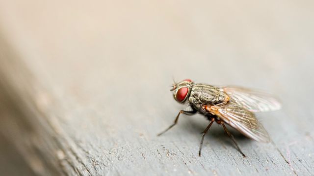 Close-up of a housefly resting on a wooden surface, illustrating insect behavior.
