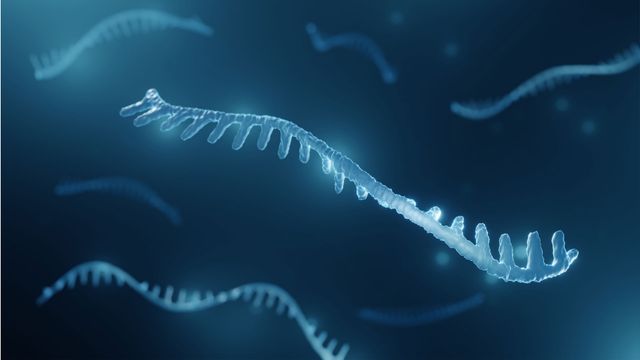 A short strand of RNA, twisting slightly, illustrating how RNA can form clusters.