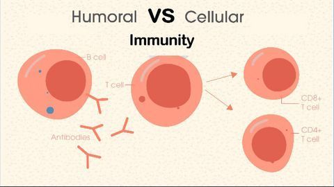 Humoral vs Cell-Mediated Immunity