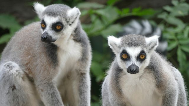 Two lemurs crouch near each other. Both look towards camera.