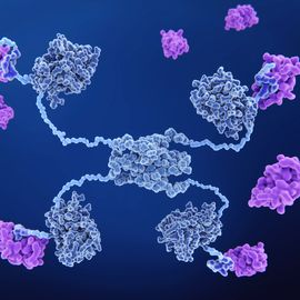 3D rendering of a protein molecule with four "arms" surrounded by smaller molecules, some interacting with the larger molecule. 