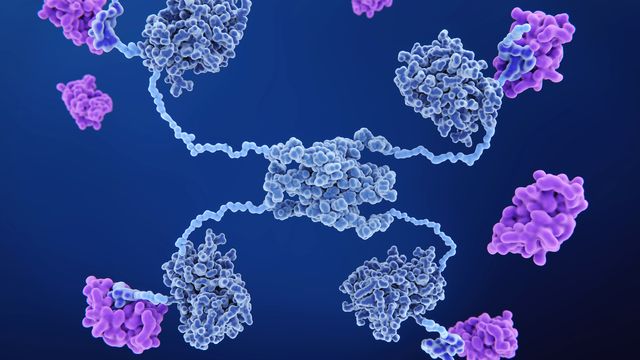 3D rendering of a protein molecule with four "arms" surrounded by smaller molecules, some interacting with the larger molecule. 