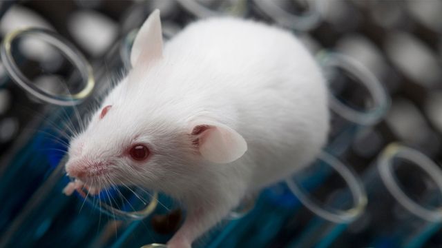 A white mouse on top of some test tubes, used in animal models for drug testing.