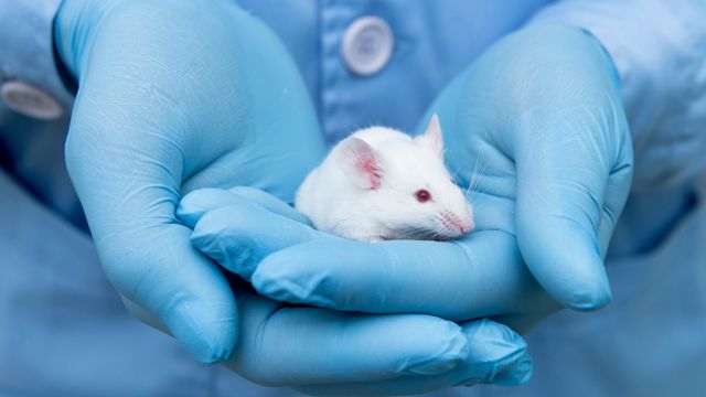 White mouse cradled by the gloved hands of a laboratory worker.