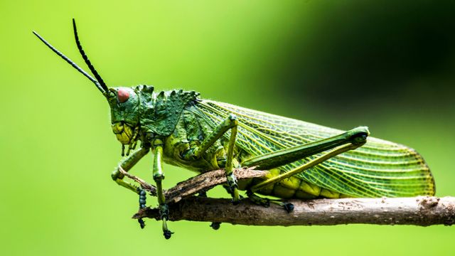 A green grasshopper-like bug perches on a twig.