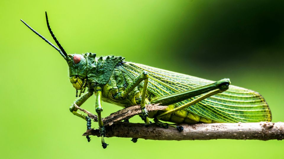 A green grasshopper-like bug perches on a twig.