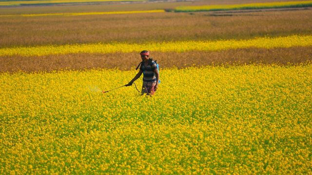 A farm worker in a field of yellow crops holds a pesticide sprayer.