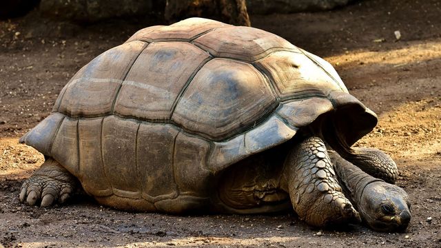 Galapagos tortoise.