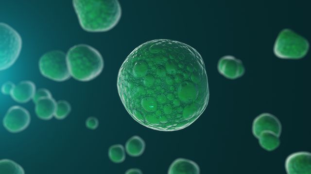 3D rendering of single cells in a green colouring on a dark green background.
