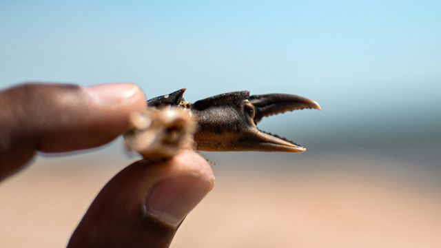 A crab claw held between thumb and finger. Blurry background likely a beach.