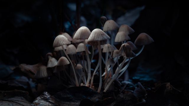 Cluster of mushrooms growing in dim forest light, associated with natural psilocybin sources.
