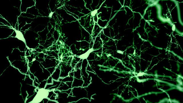 Close-up of neurons with illuminated axons and dendrites, captured in green fluorescence.