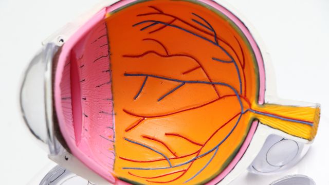Cross-section model of the human eye showing retinal cells and optic nerve pathways.