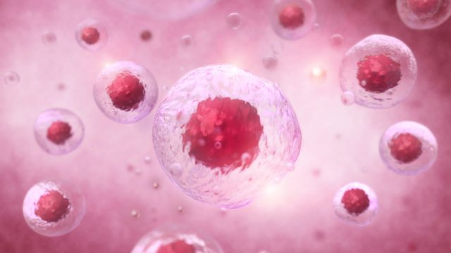 Cells with transparent membranes and visible nuclei floating on a pink background.