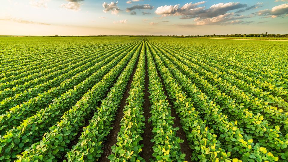 Rows of crops in a field.
