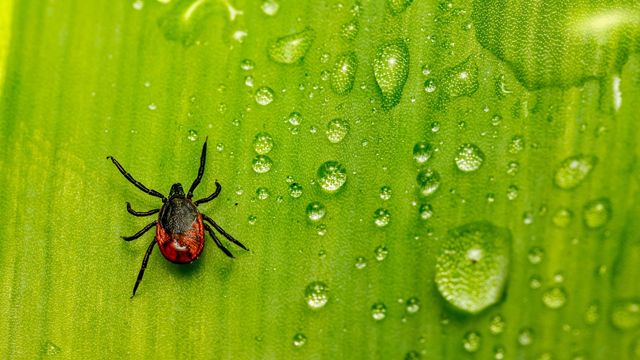 Castor bean tick on a green leaf with water droplets next to it.
