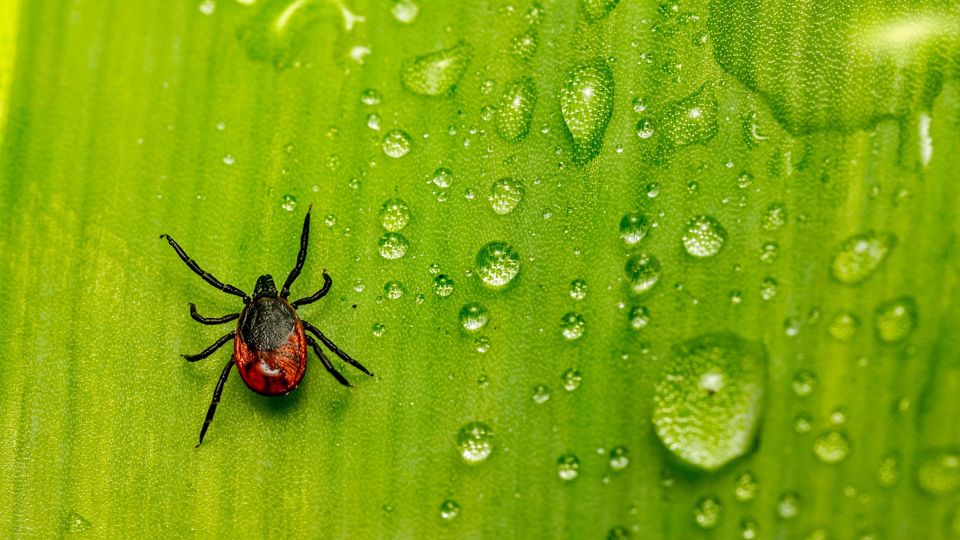 Castor bean tick on a green leaf with water droplets next to it.