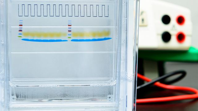 SDS-PAGE. polyacrylamide gel electrophoresis for separating portein sample by molecular mass. Western blot.
