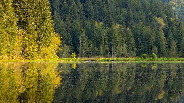 A reflection of a marsh in British Columbia, Canada. Conifer tree line visible.