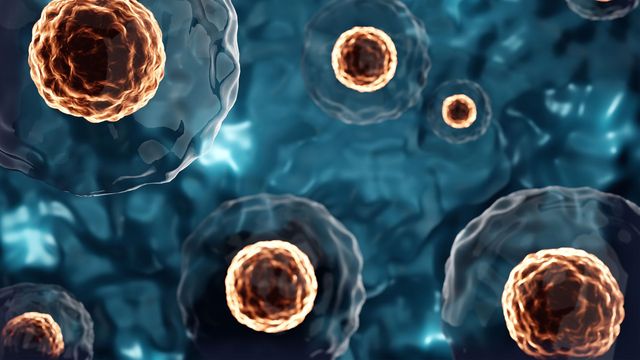 Stem cells with textured nuclei and transparent membranes.