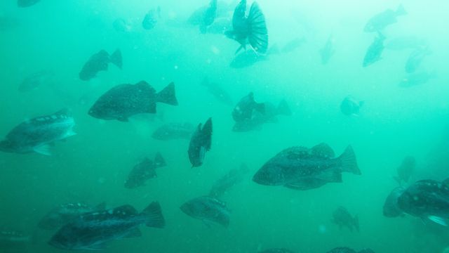 Fish swim in murky water.
