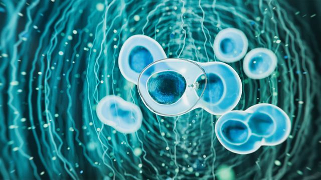 Stem cells dividing in a fluid environment, representing advanced cell therapies.