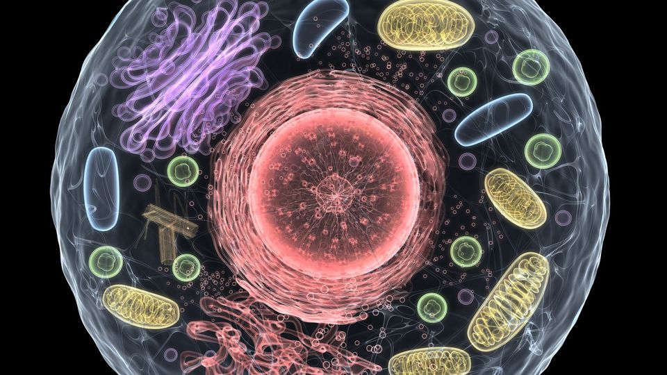 Illustration of a cell's ultrastructure, including the organelles that make up a cell.