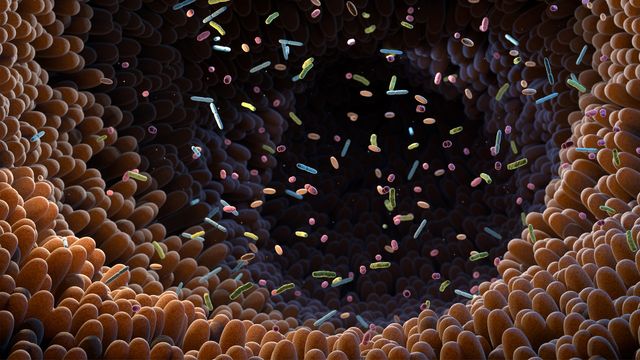 Colorful microbiota and bacteria floating within the intestinal lining, representing the gut microbiome. 