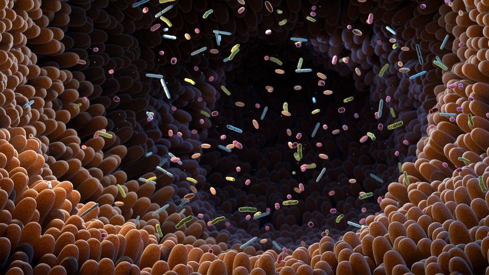 Colorful microbiota and bacteria floating within the intestinal lining, representing the gut microbiome.