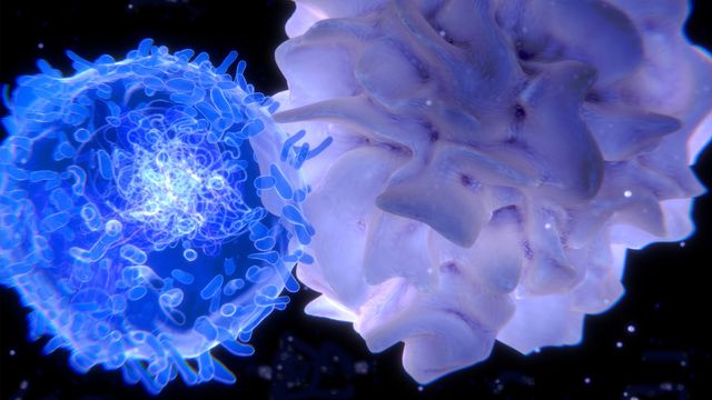 3D illustration of immune cells interacting, representing cell therapy for disease treatment.